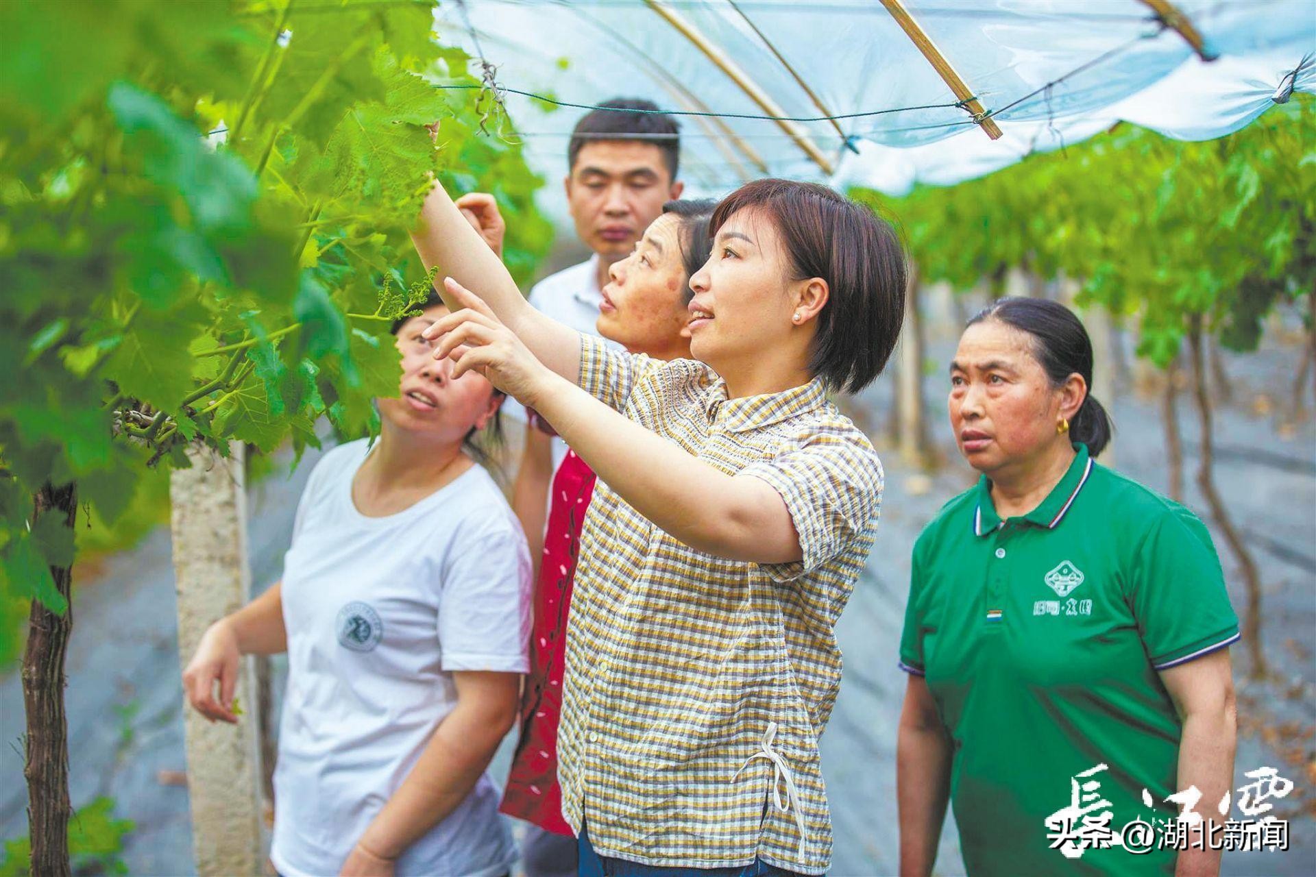 *党**代表风采|向辉:自己富了,就该带动村民一同致富