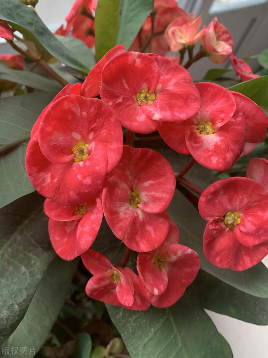 虎刺梅花苗为什么叶子发黄也不长,虎刺梅叶子发黄补救办法复合肥