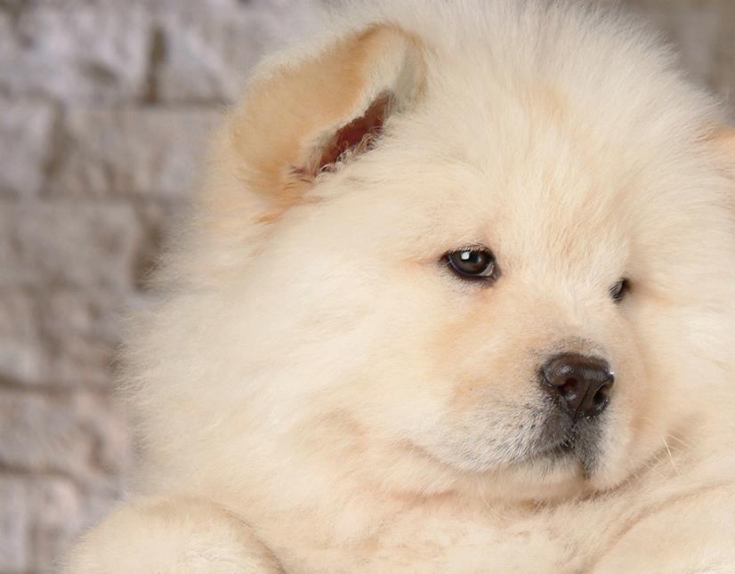 松狮的驯养方法,饲养松狮应该注意哪几点