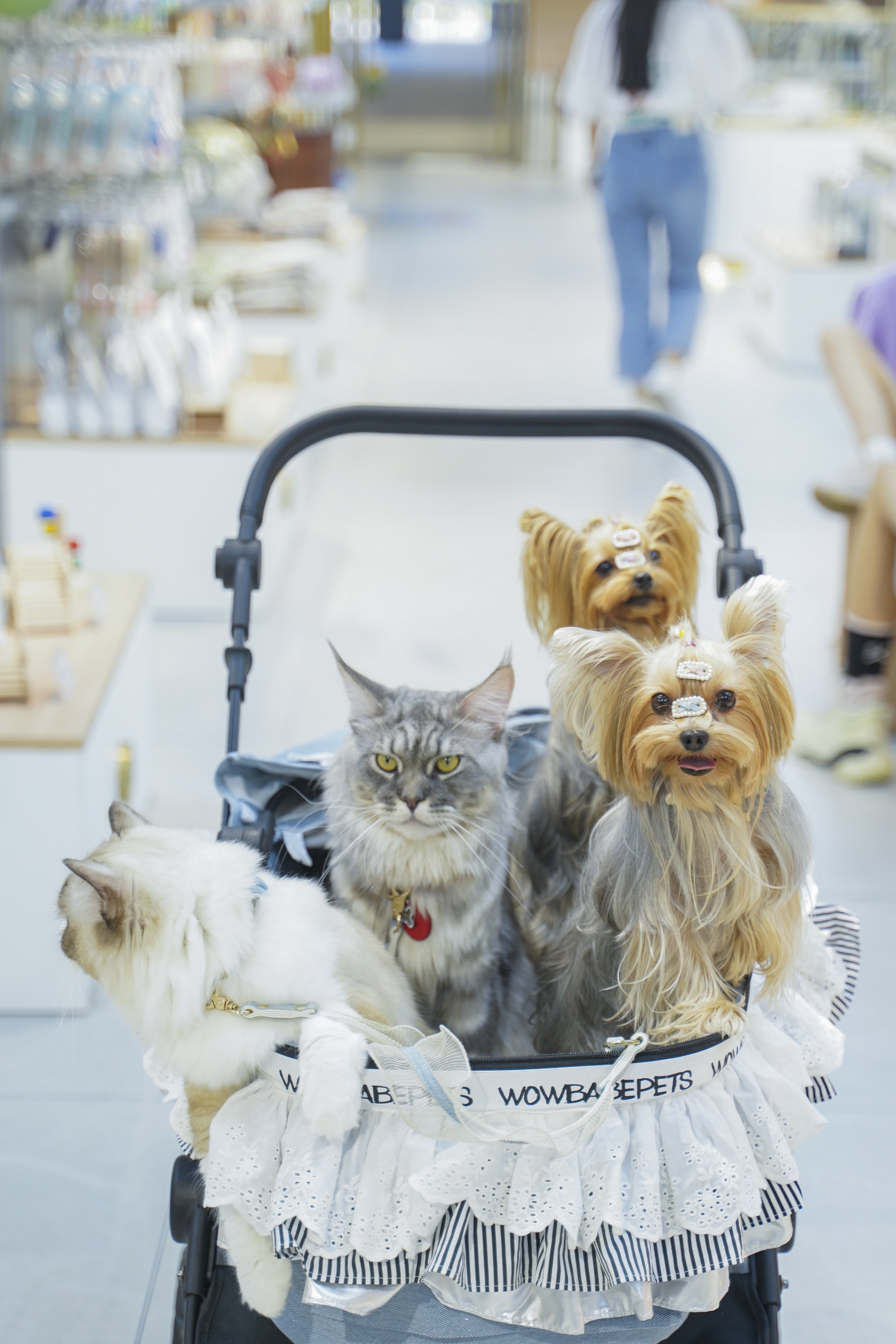打造精致养宠新体验，极宠家2000㎡苏州旗舰店盛大开业