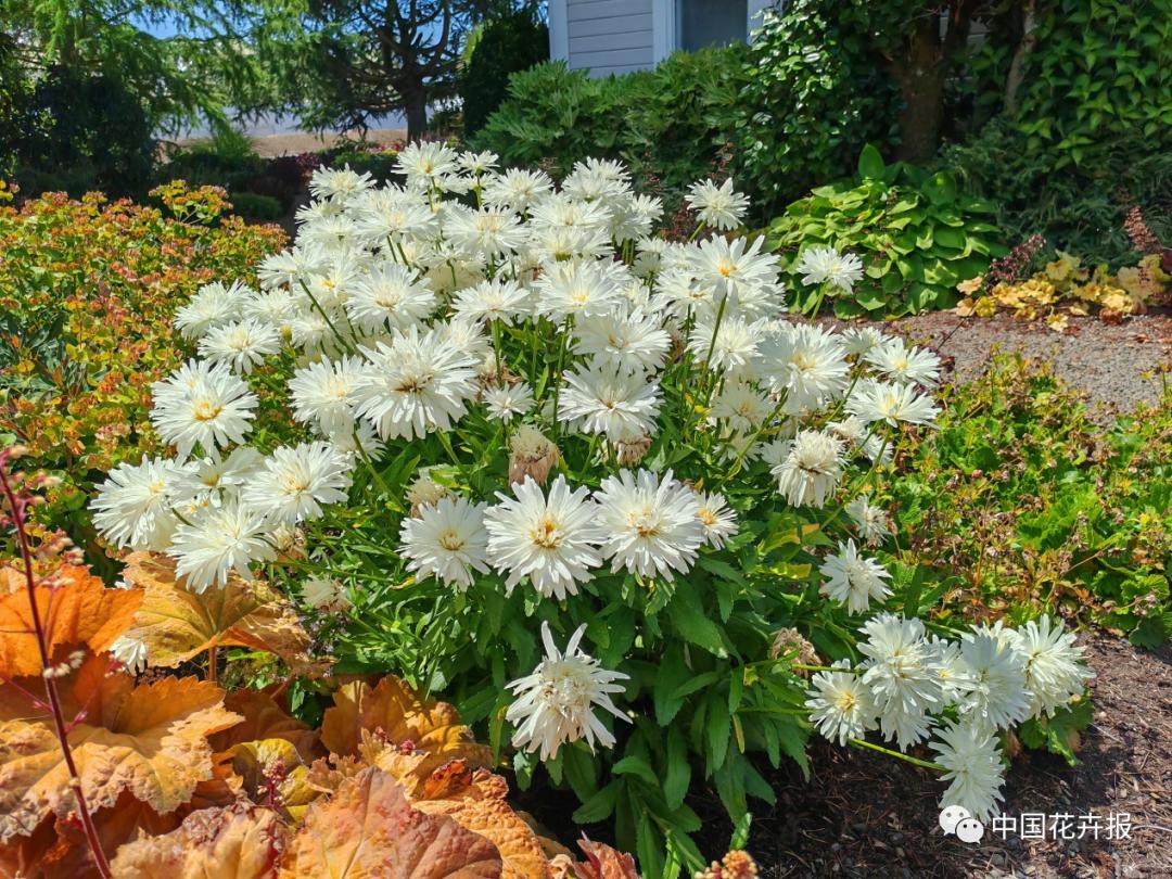宿根花卉栽培,宿根花卉的栽培管理