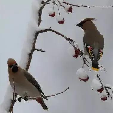 太平鸟图片素材,太平鸟图片大鸟