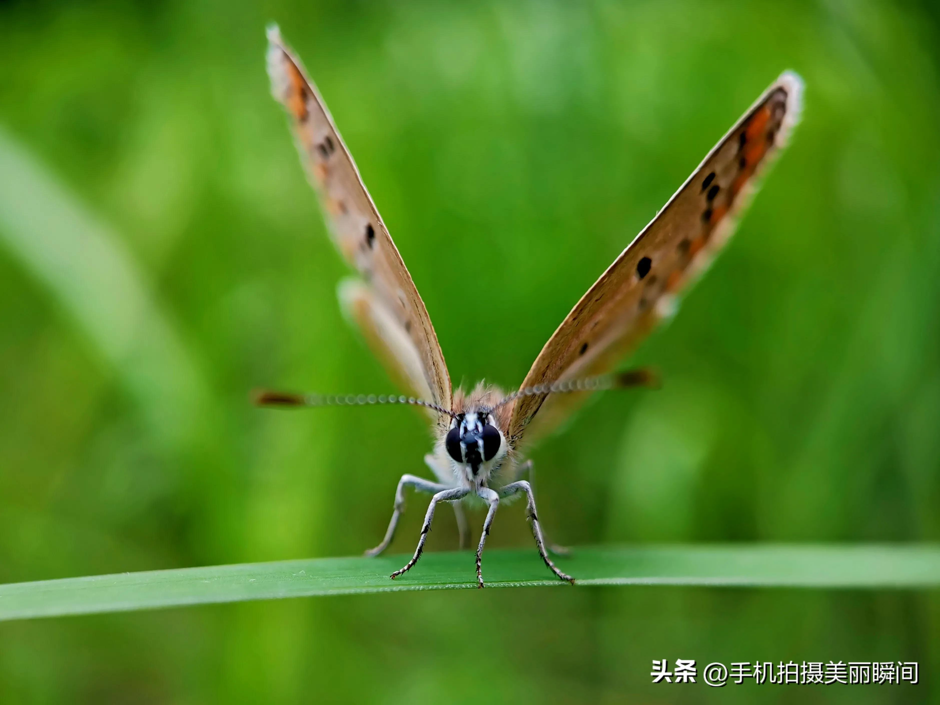 手机拍蝴蝶教程,手机拍摄蝴蝶技巧