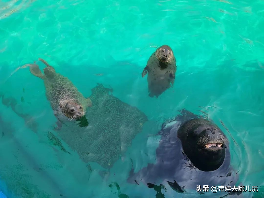 天津海昌极地海洋公园冬天营业吗,天津海昌极地海洋公园游玩攻略