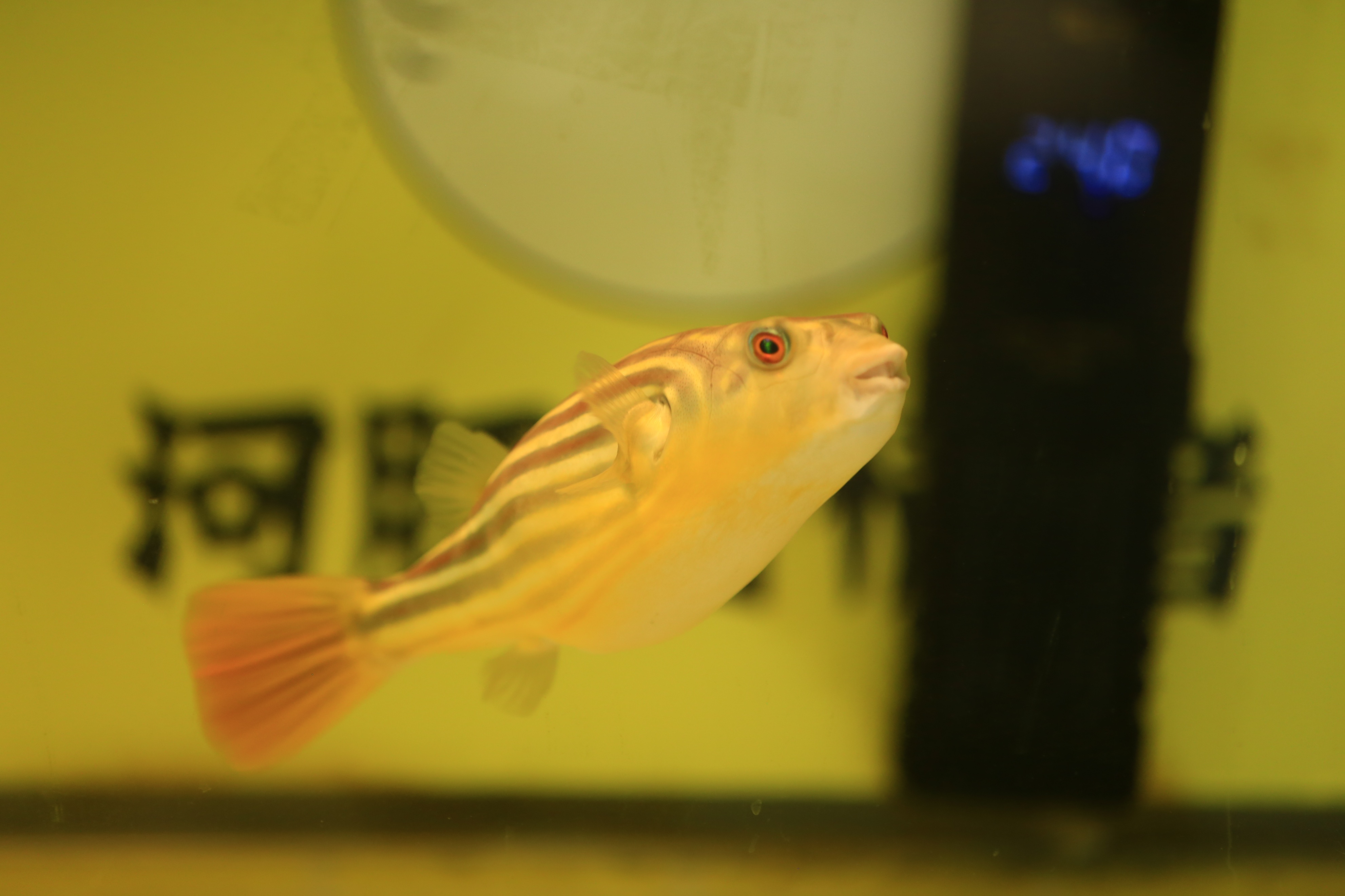 狗头鱼白点下什么药,狗头鱼起白点怎么办