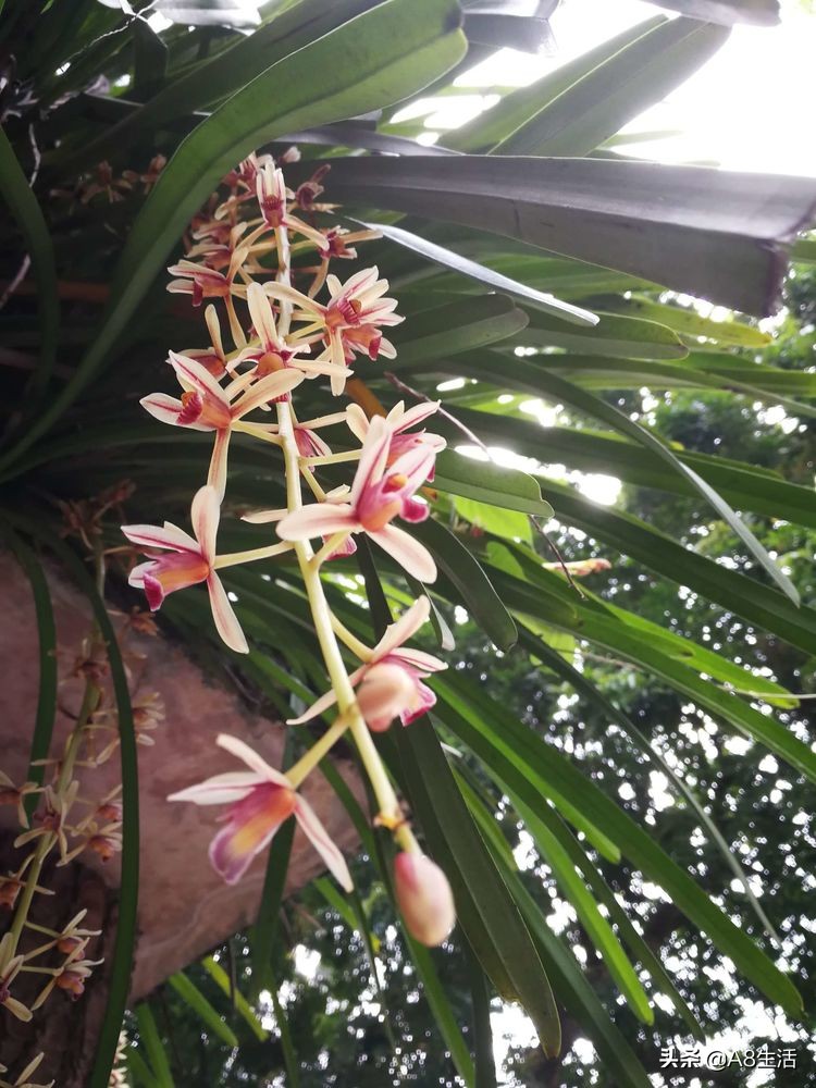 带你认识中华兰花纹瓣兰,顶级纹瓣兰图片