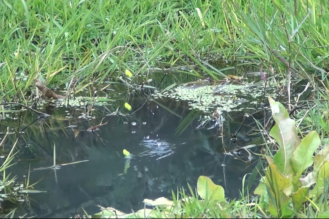 冬季七星漂朝天钩野钓鲫鱼,冬季七星漂双钩野钓鲫鱼
