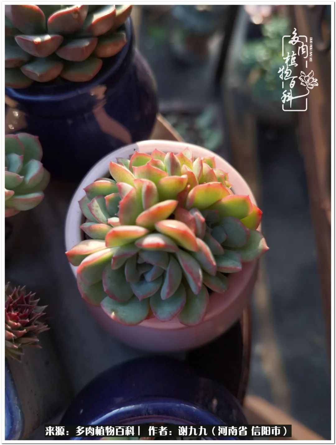 与多肉植物在一起的感怀,与多肉同行