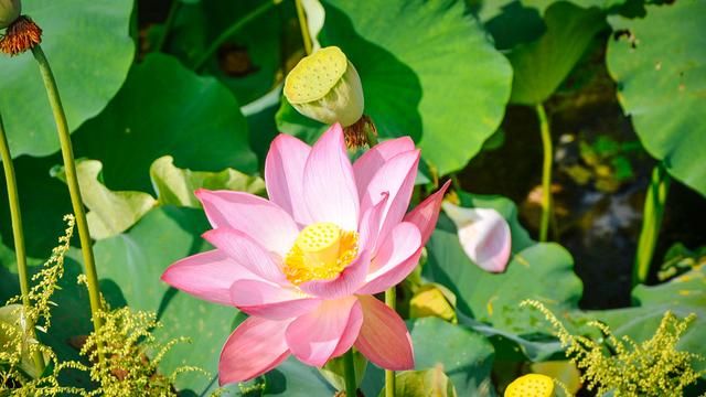 千户苗寨是真的吗,西江千户苗寨除了商业化其他优点