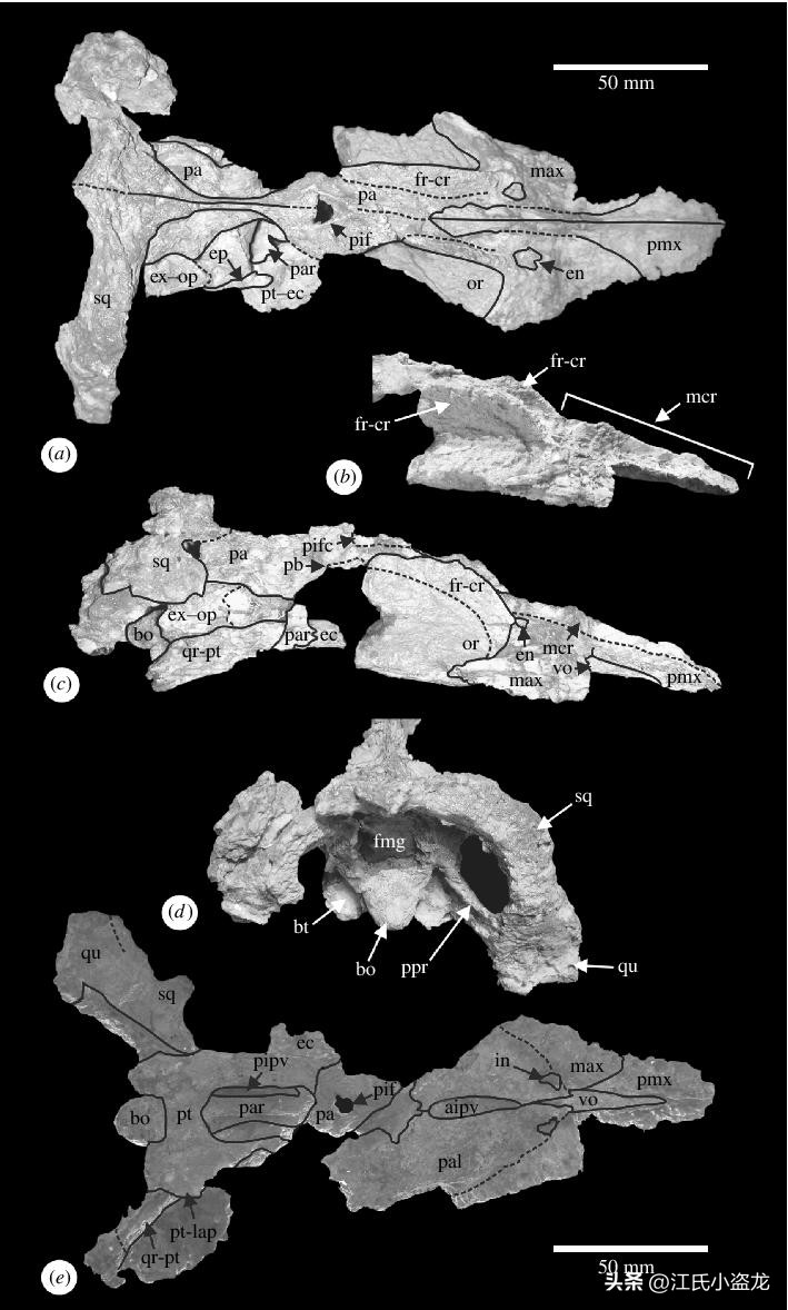 全民众筹买化石，终于知道它吃什么了！