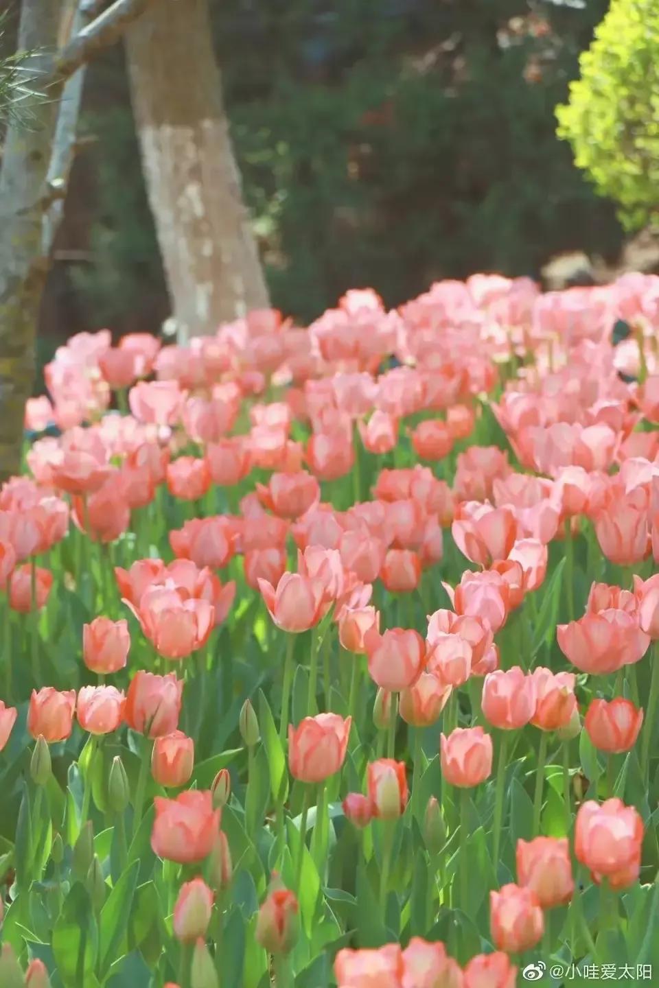 几种常见的花语,常见鲜花习性和花语