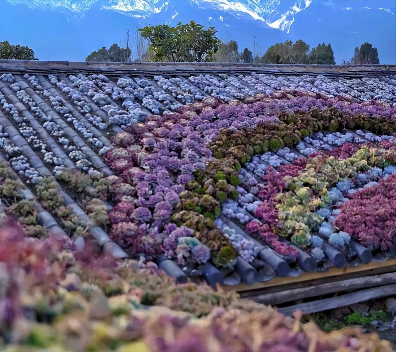 四川29岁太太养多肉从2楼爬到1楼,重庆一位太太屋顶养多肉成网红