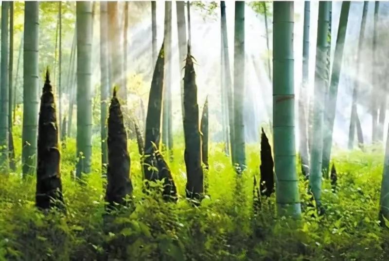 竹五绝诗,古诗五绝竹