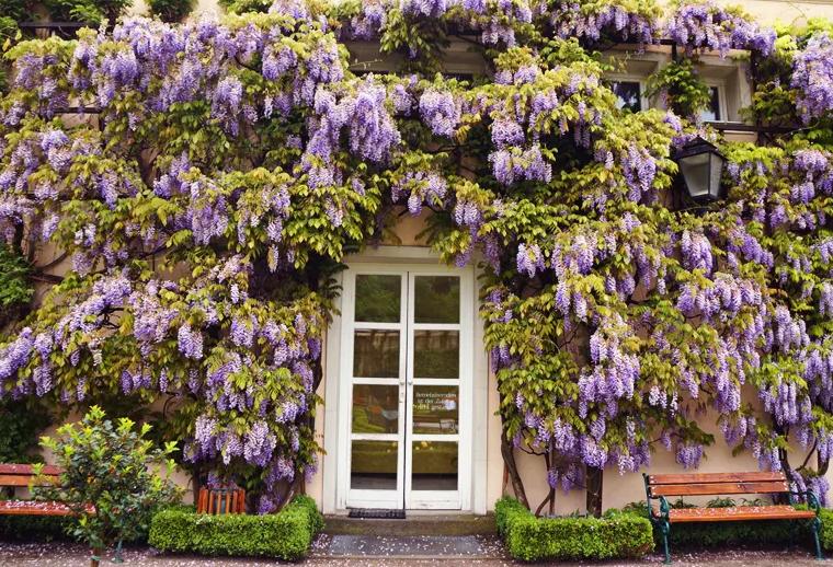 爬墙的绿植花卉有哪些,可以一年四季可以养的爬墙绿植