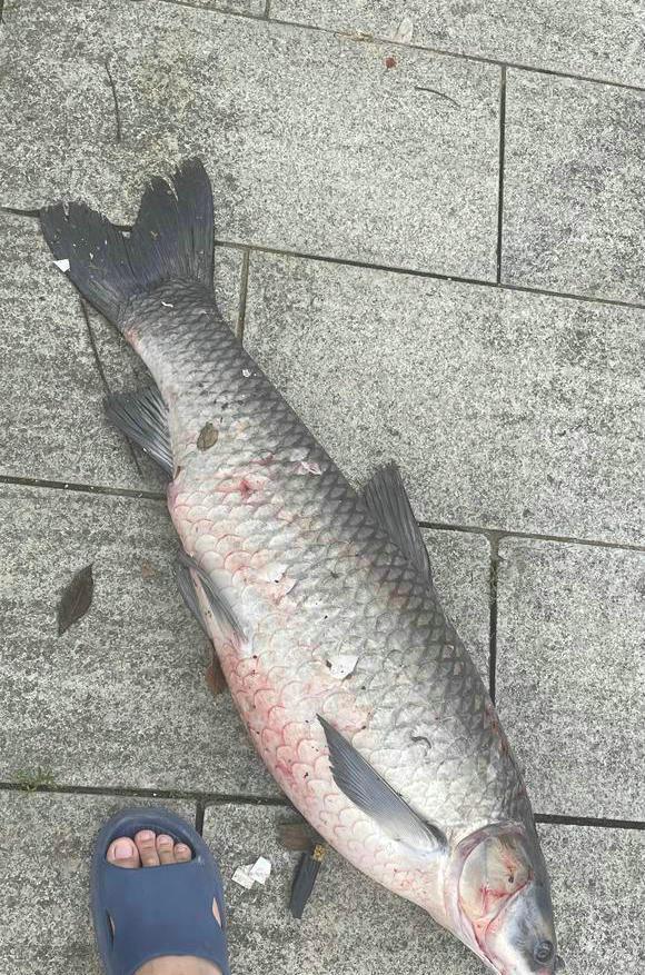 实拍合江门：成群肥硕大鱼聚集岸边，长江离鱼多成灾还有多远？