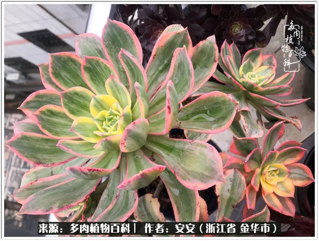 多肉法师花卉品种大全,多肉法师为什么叫法师