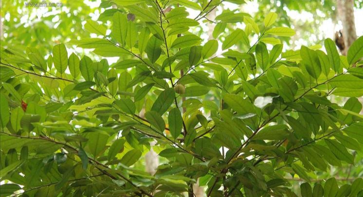 肉蔻与白豆蔻在香料中的区别,调料草寇和肉蔻有什么区别