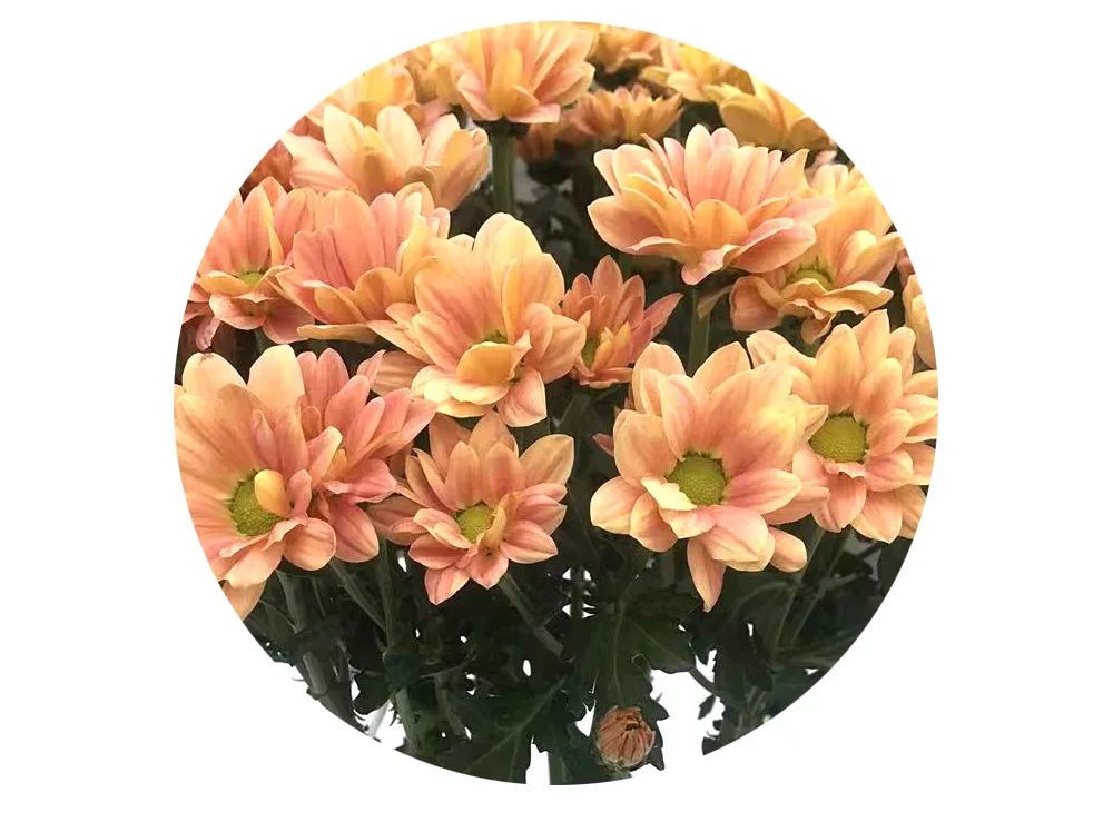 最美邂逅：百合博览园里美不胜收的名贵之花