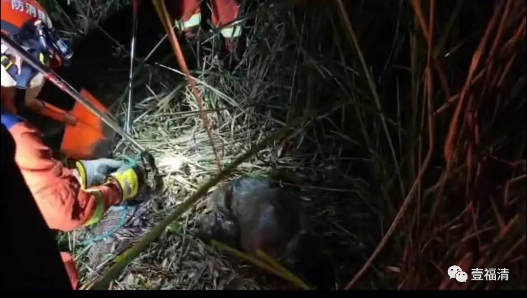 福建福清巨蟒活吞山羊,福州巨蟒