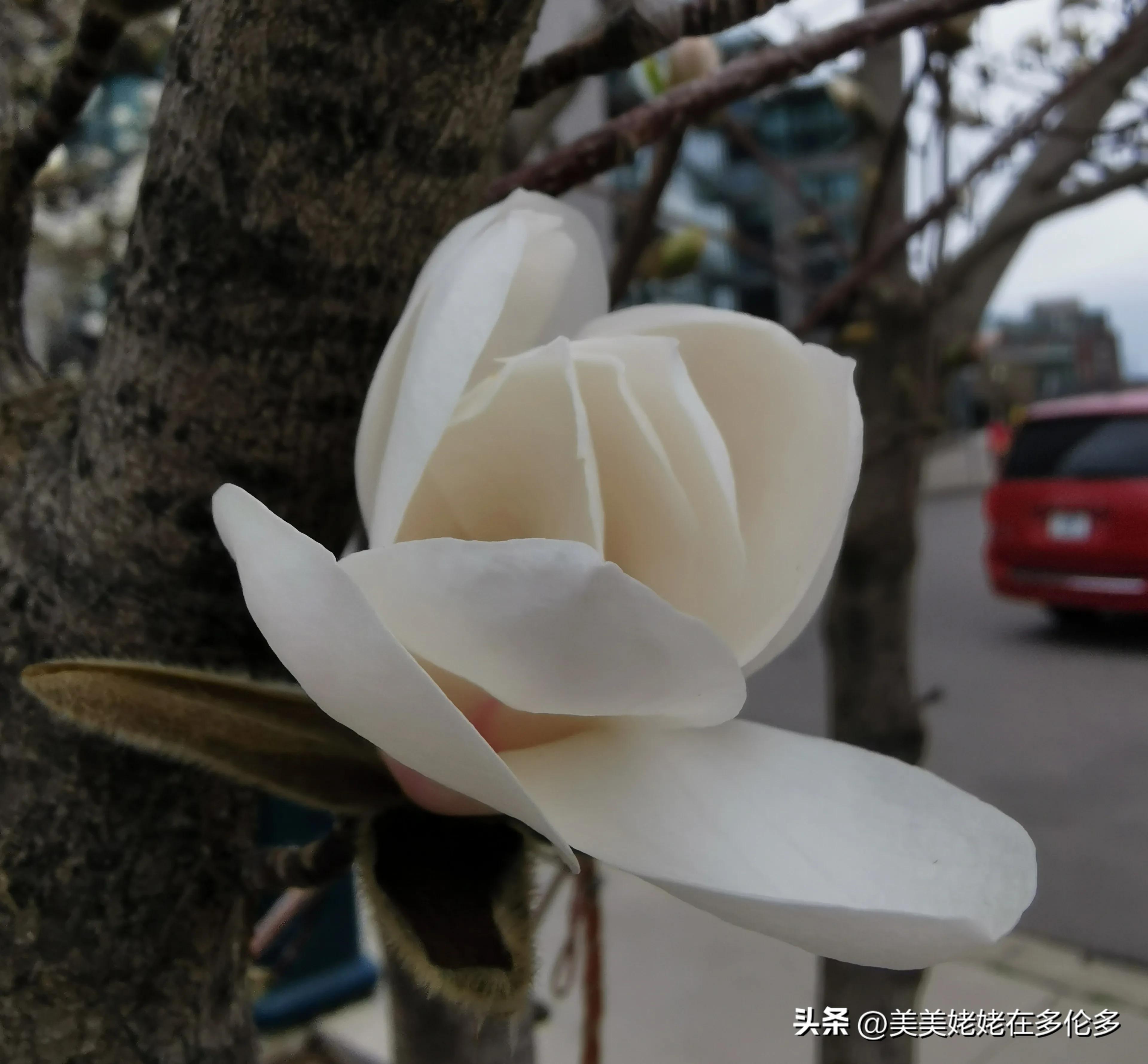 在多伦多帮女儿带孩子碎碎念,在多伦多带娃