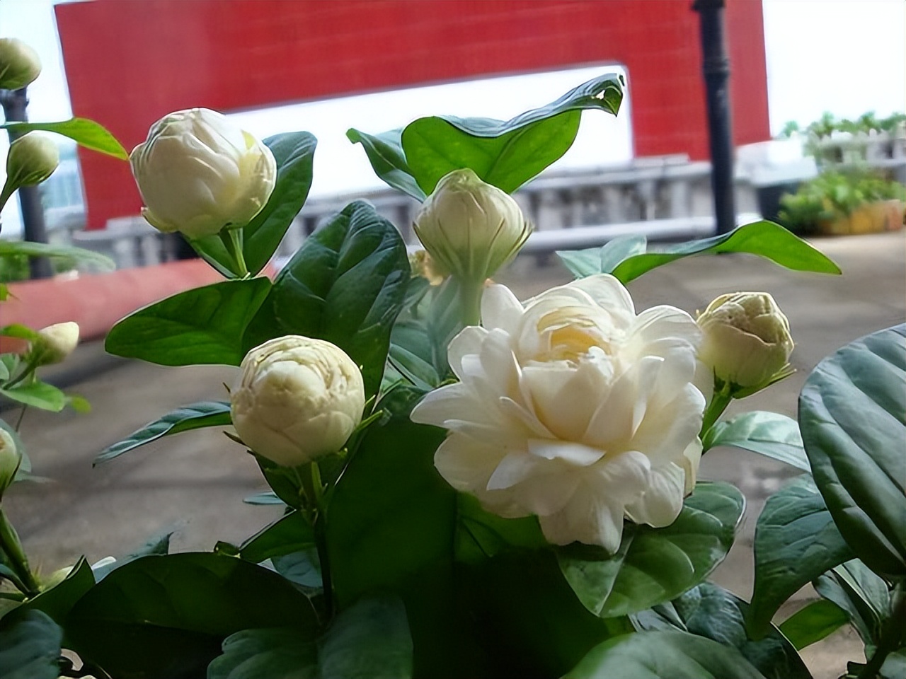 封闭阳台不怕夏天暴晒的植物,适合阳台高温暴晒的植物