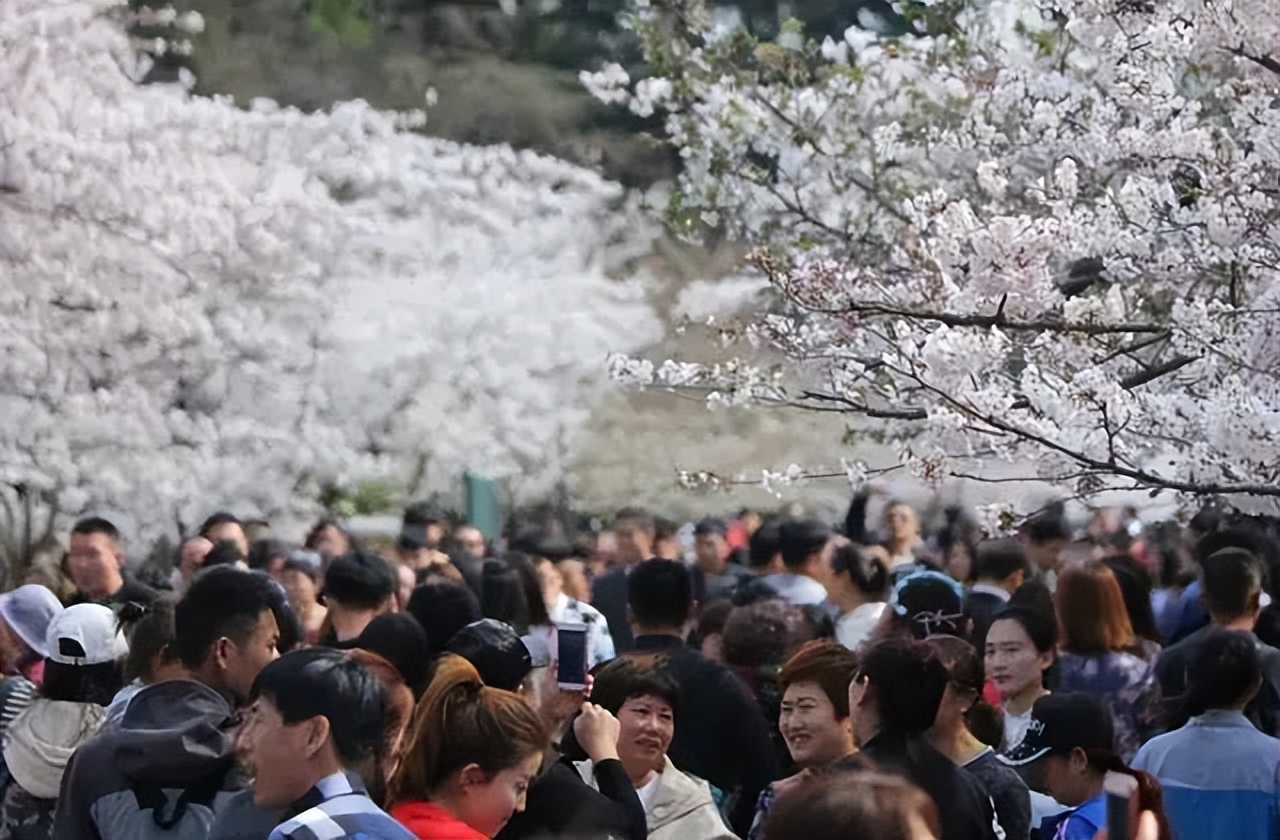 看樱花不知道去哪十大赏樱圣地,全国赏樱地图出炉樱花全面绽放