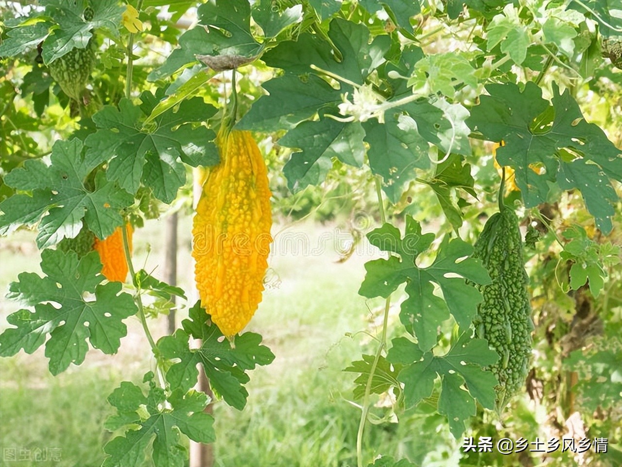 苦瓜还没长大就生虫是什么问题,苦瓜还没长大里面就长虫子怎么办