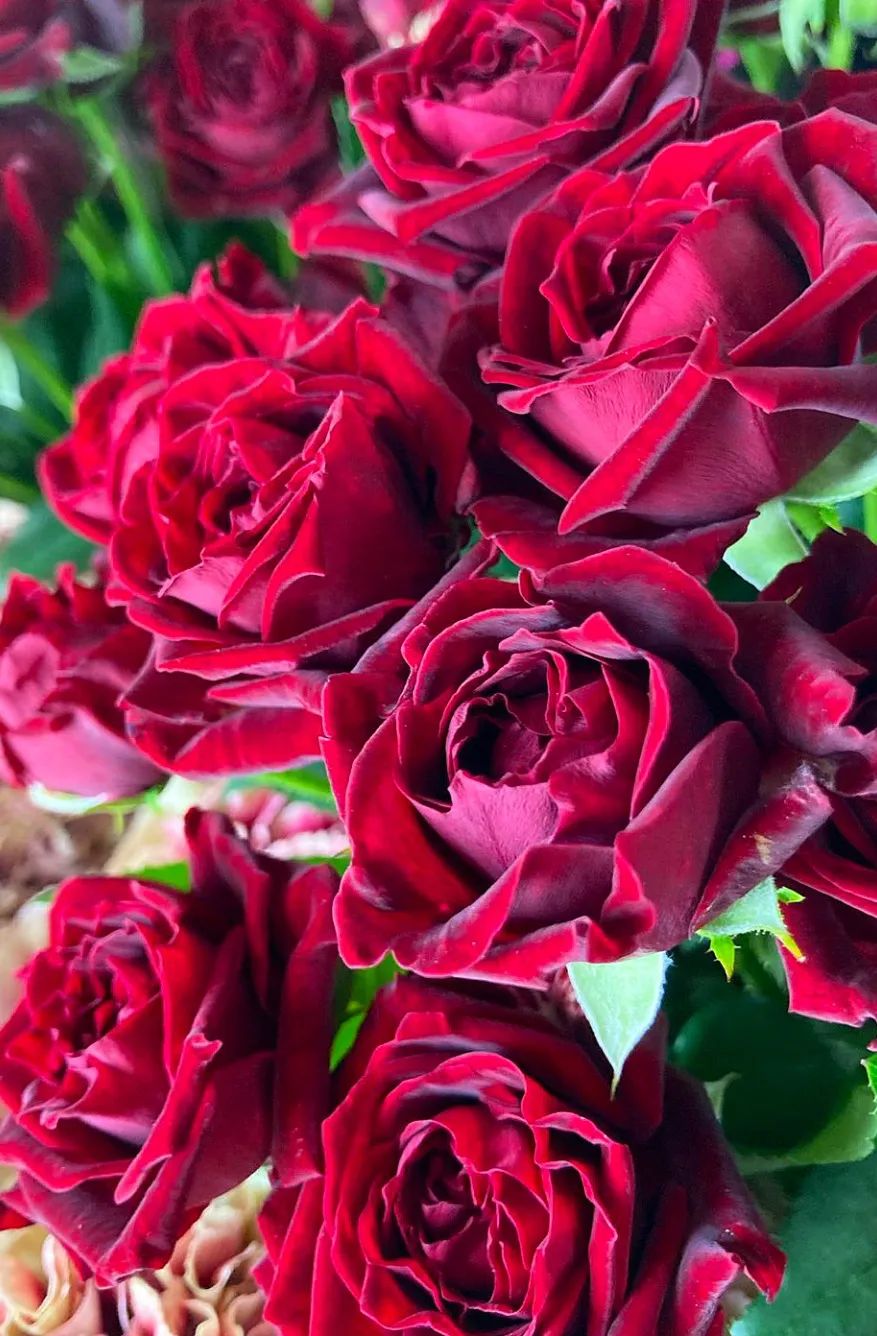 花店玫瑰养护正确方法,玫瑰养护方法延长花期