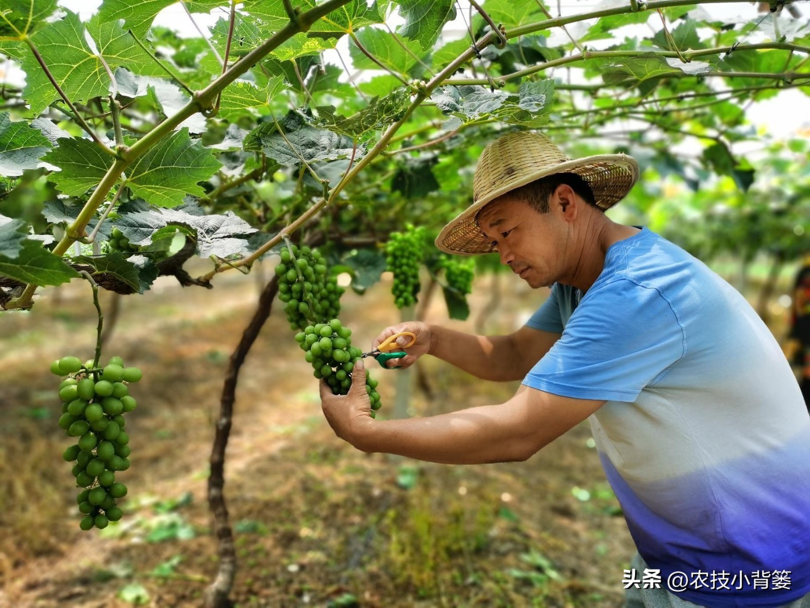 提高葡萄多次结果的两个有效方法,葡萄大小粒防治方法和补救措施