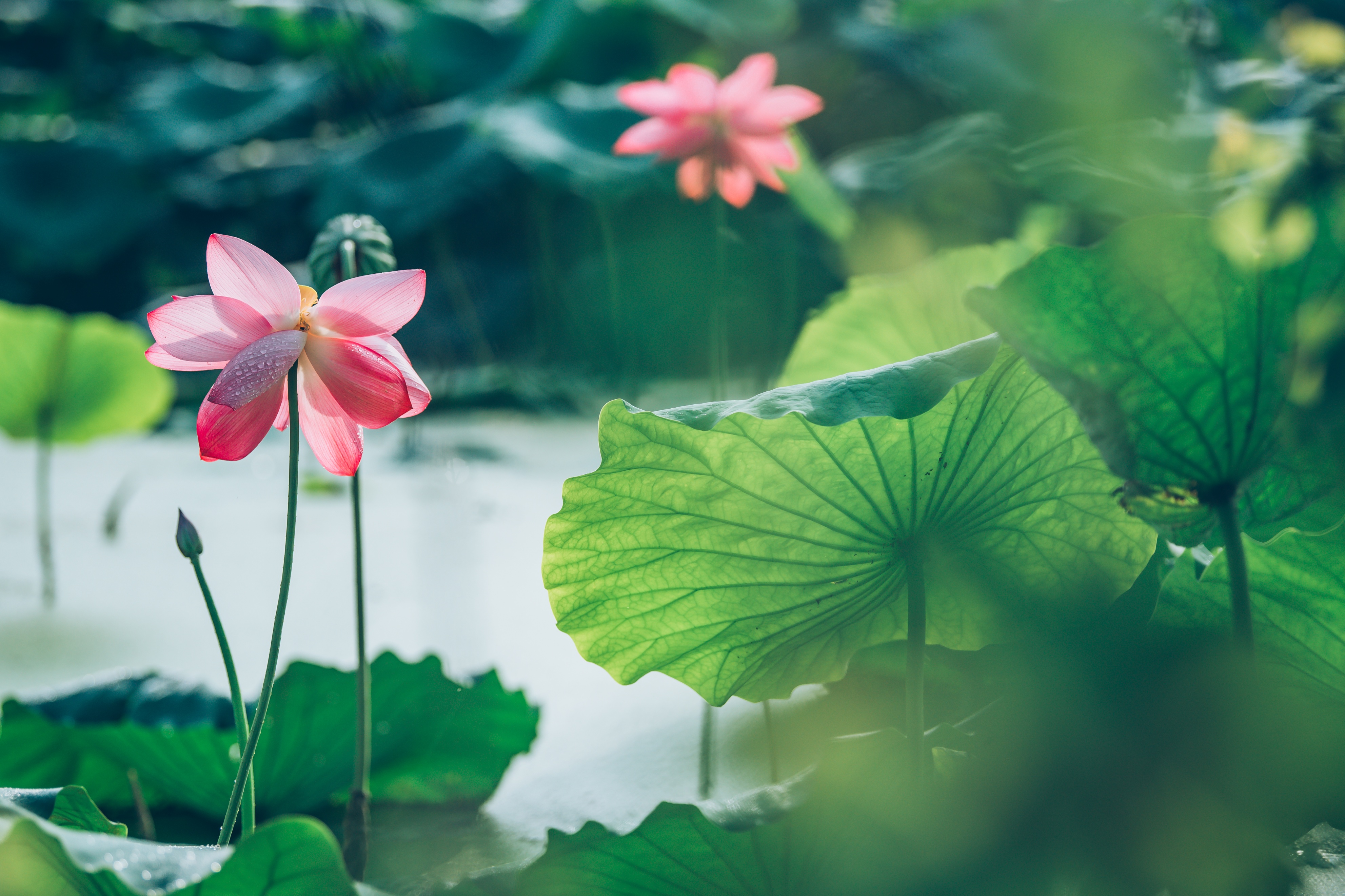 三伏天，风湿病人群如何安然度过？