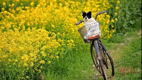 2022春节成都周边油菜花,2022年成都油菜花观赏地