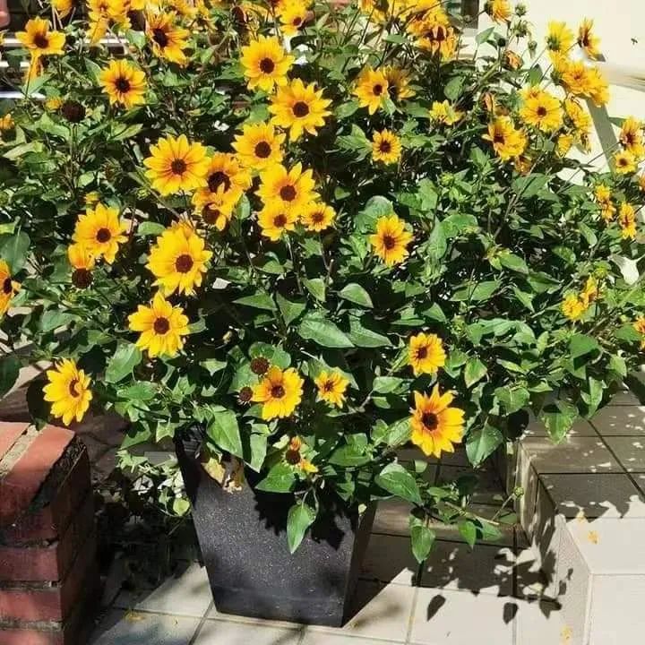 适合夏天养的7种花越晒开花越旺,阳台高温如何养墨兰