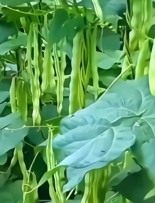 13岁女儿患重度抑郁症怎么办,13岁女儿重度抑郁症该怎么办