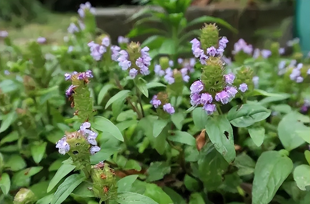 什么植物增收最好养活,农村山里有哪些值钱的植物