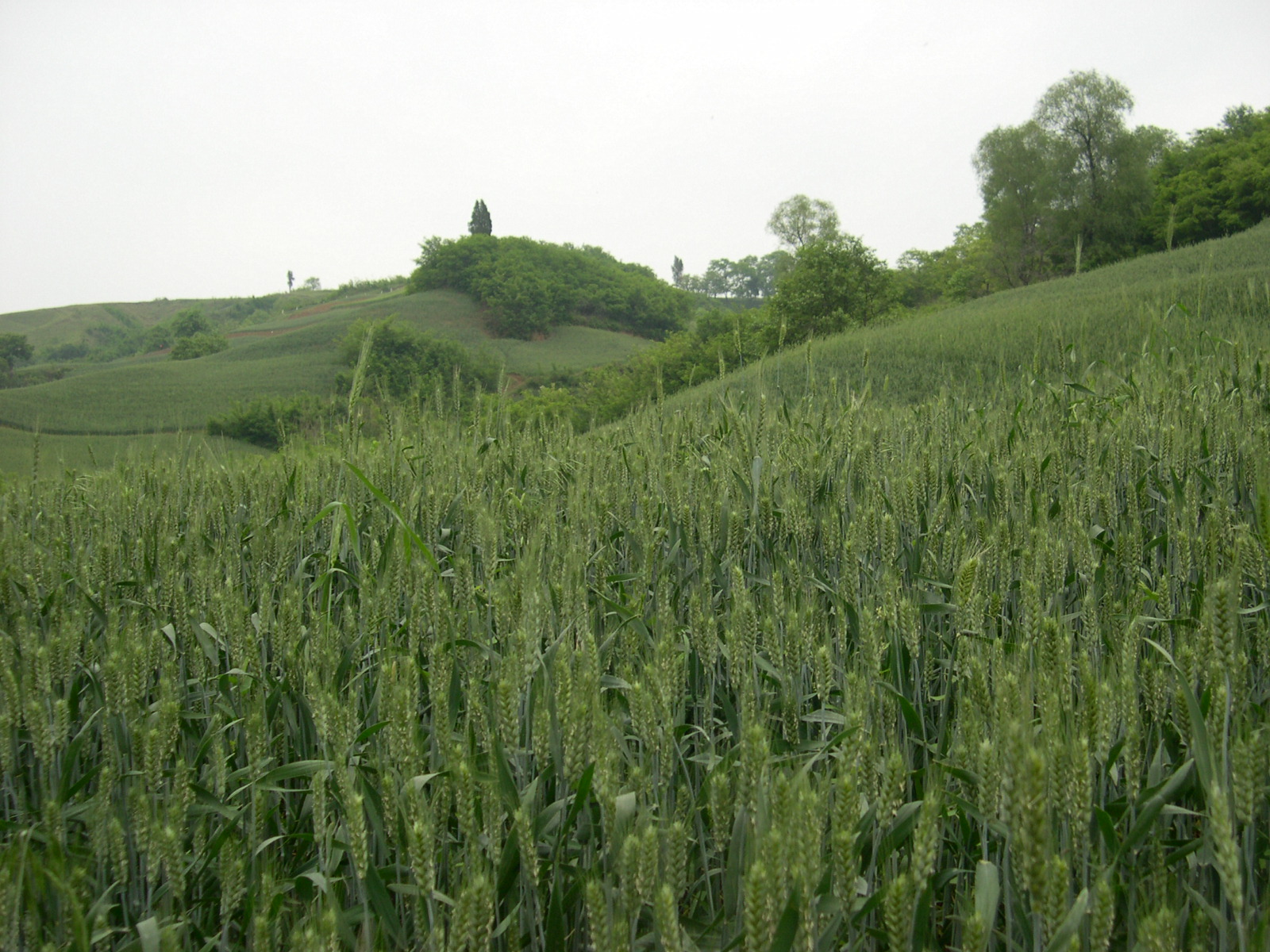 孔明：北沟这条路