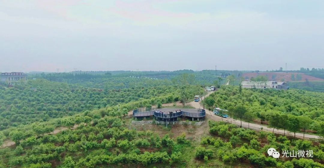 光山县司马光油茶园,河南光山司马光油茶园