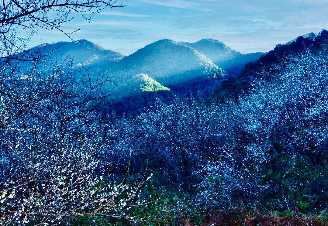 梁化梅园风景区,梁化梅园图片