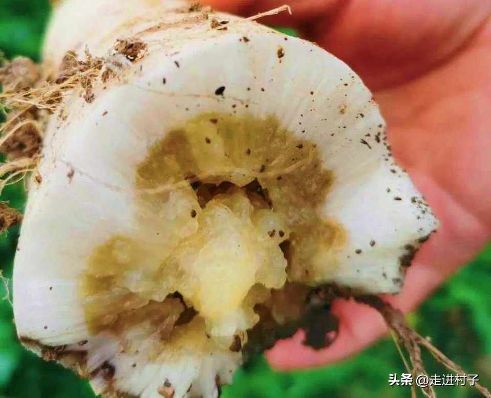 白萝卜最简单的病虫害防治方法,小圆白萝卜种植方法全过程