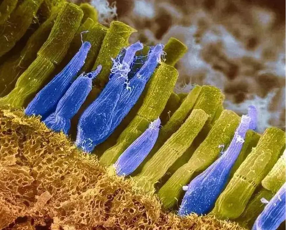 *亲近**繁殖危害很大！这是来自基因的“诅咒”，无法破解