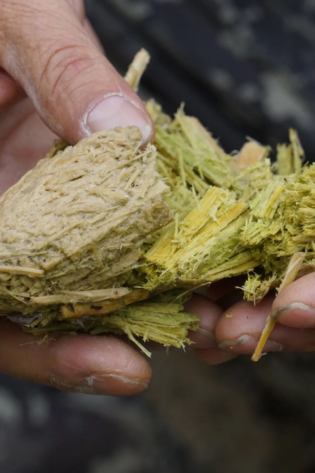 我真的太爱熊猫了，难不成上辈子是根竹子？