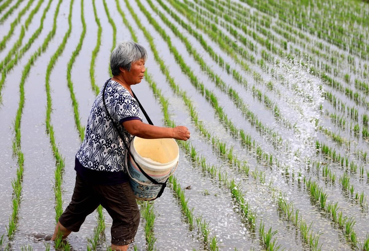 促进水稻氮素吸收利用的途径,促进水稻根系生长的措施