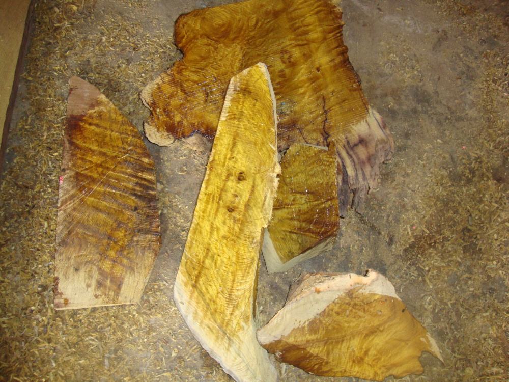 金丝楠木树苗为啥没人种,金丝楠木那么贵为何无人种