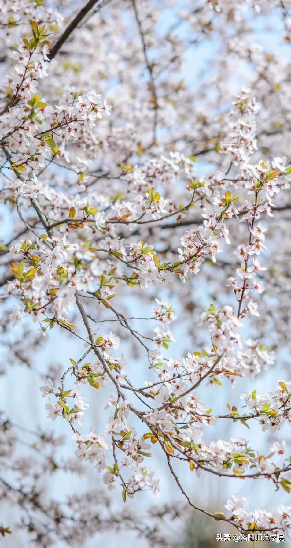 洛师好考吗,洛师最好的专业