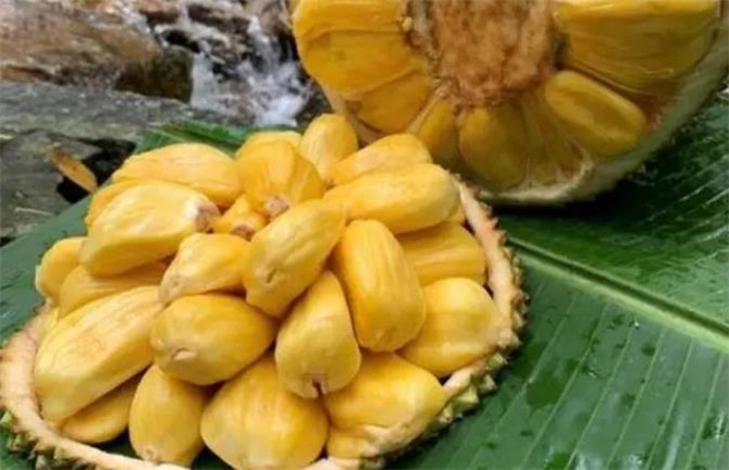 菠萝蜜如何催熟最快方法,菠萝蜜要怎么催熟比较快