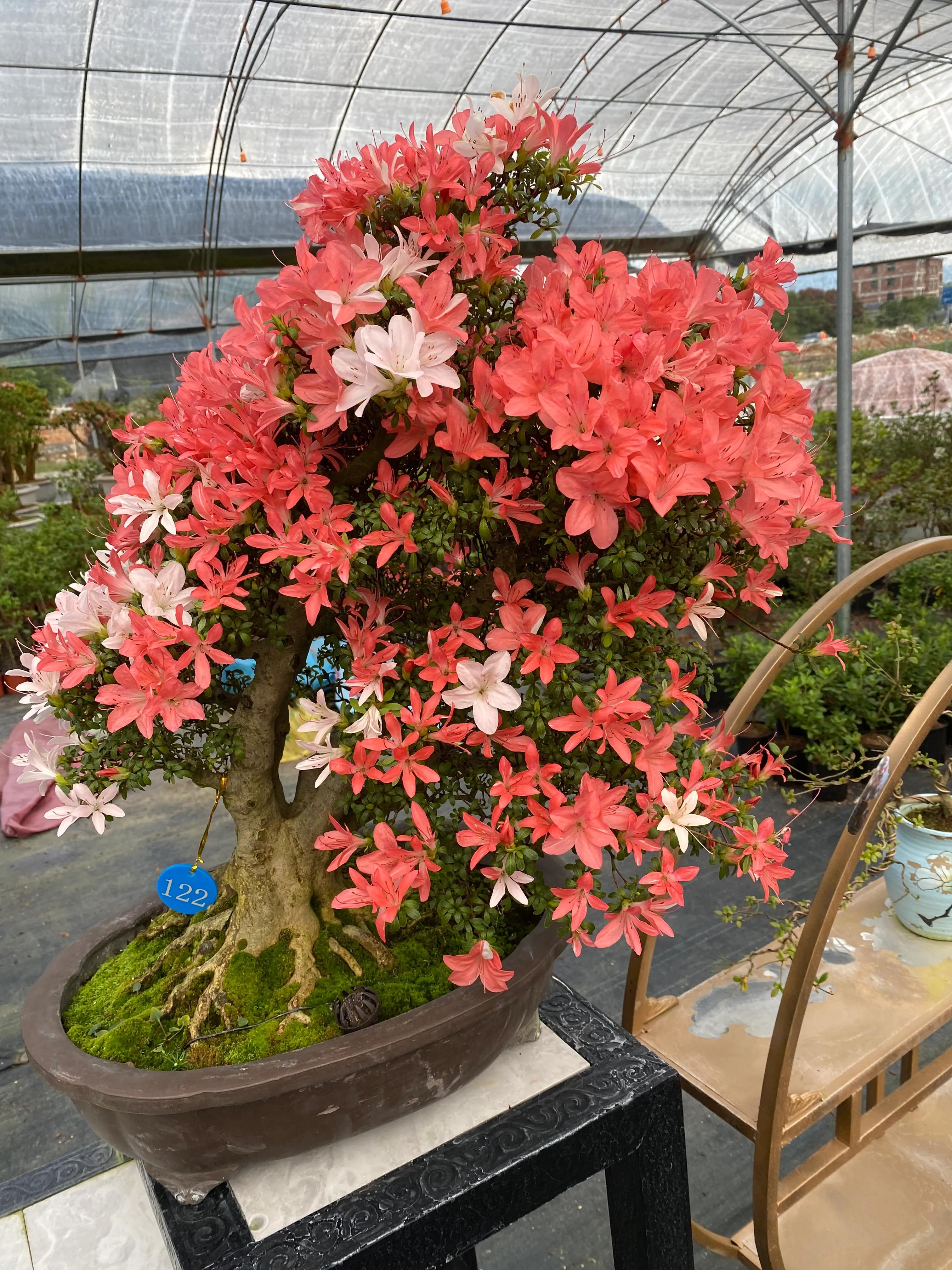 皋月杜鹃花图片大全,皋月杜鹃新品种视频