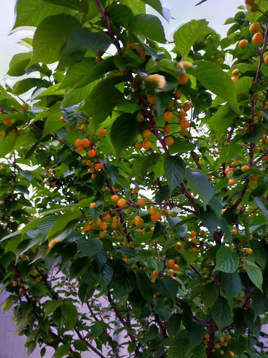 品味上海特色美食的不二选择,品尝上海传统美食的绝佳去处