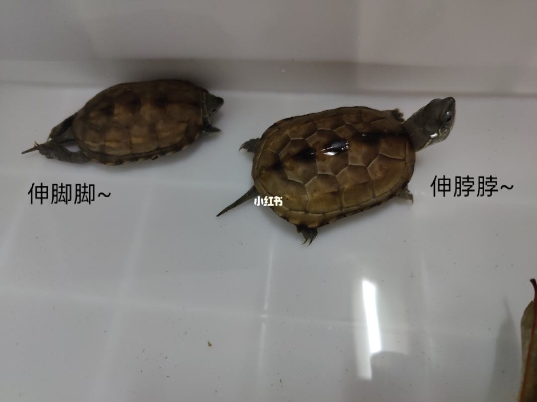 十大适合新手养的冷水龟,十大适合新手养的水龟