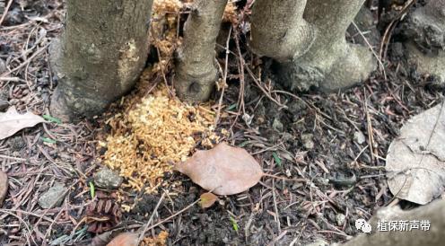 蛀干害虫为害症状识别,什么是蛀干害虫