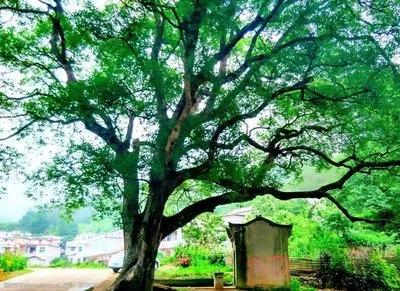 香樟树的分布地区以及生长特征,香樟树药用价值表