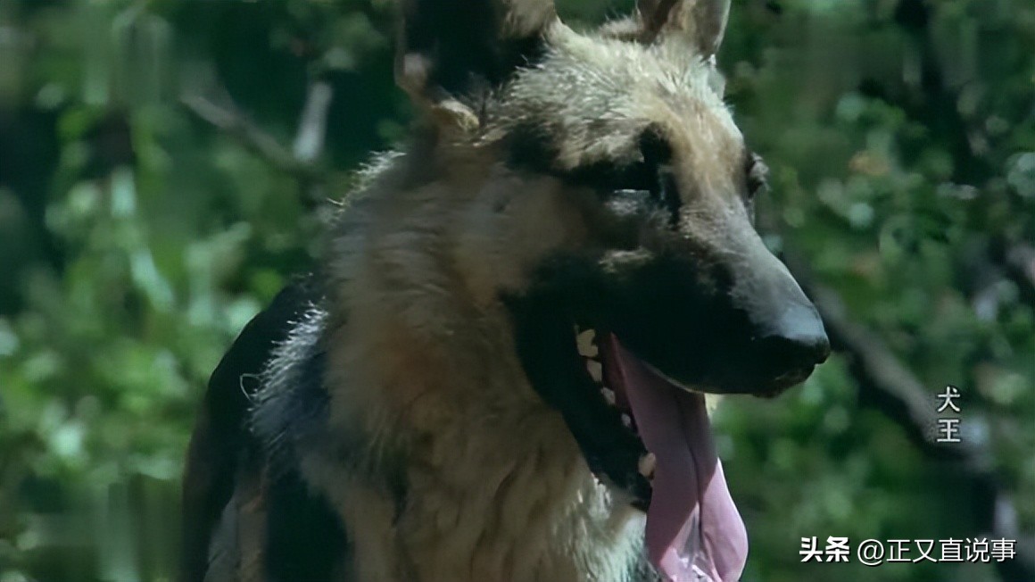 立功警犬被伤,功勋犬拍戏被炸死驯养员哭出血